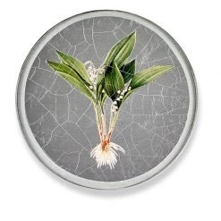Scully & Scully Flower Lily Round Glass Coasters
