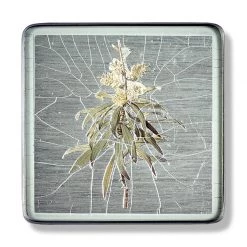 Scully & Scully White Flower Square Glass Coasters