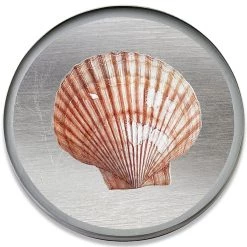 Scully & Scully Silver Seashell Round Glass Coasters 16 Scully & Scully Silver Seashell Round Glass Coasters -Tabletop Shop unnamed file 2354